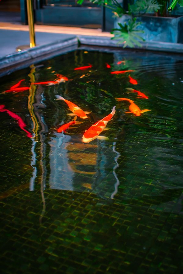 Bâche de bassin de rétention : protégez vos eaux pluviales !